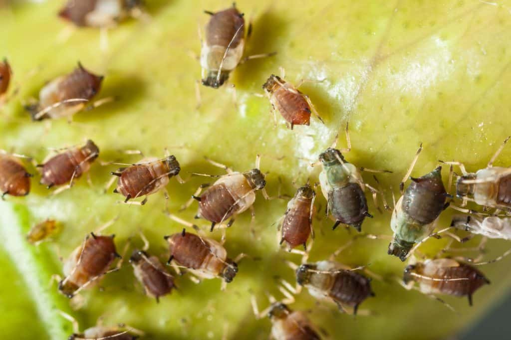aphids colony on a leaf