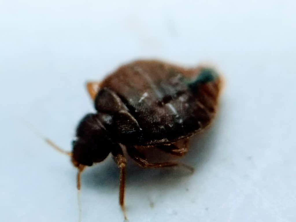 bed bug looks like sesame seeds