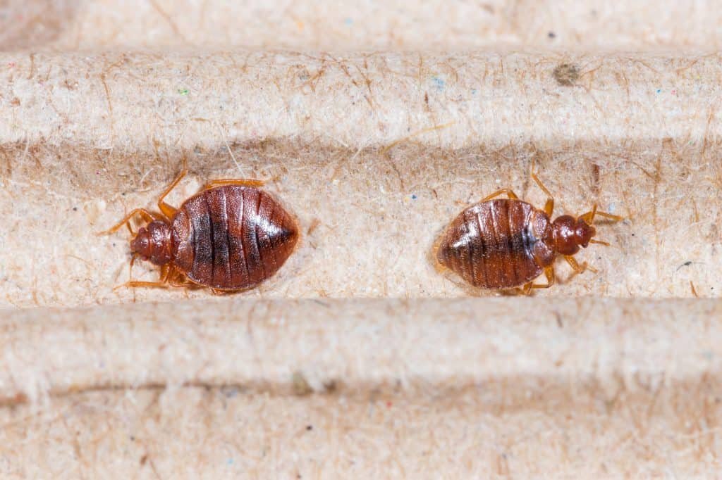 two brown bed bugs 