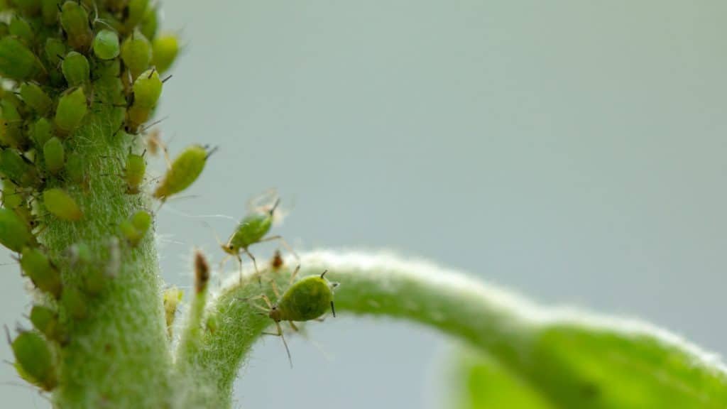 aphids on an apple tree branch