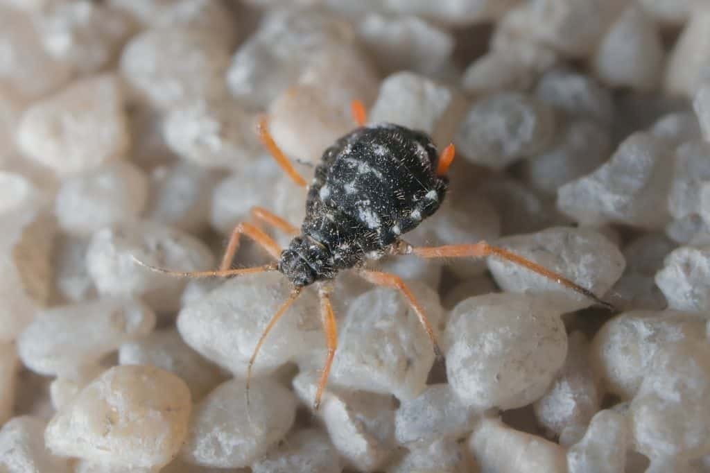 black aphid with orange legs