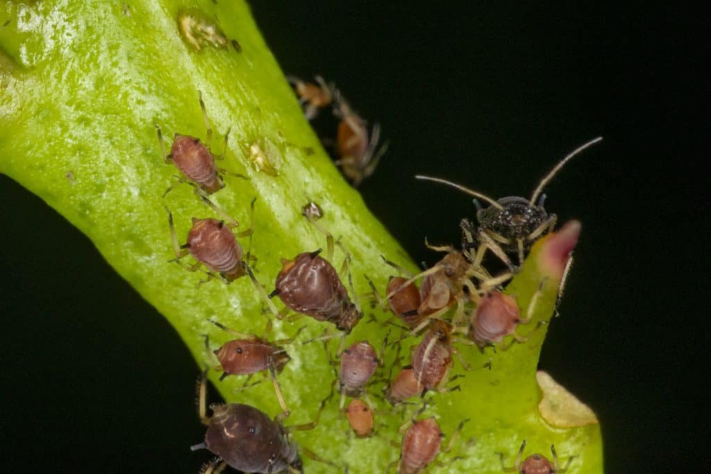 brown aphids on plant