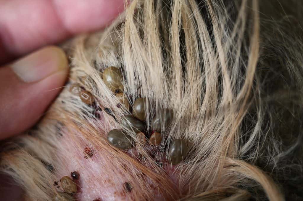 brown dog ticks on dog's ear
