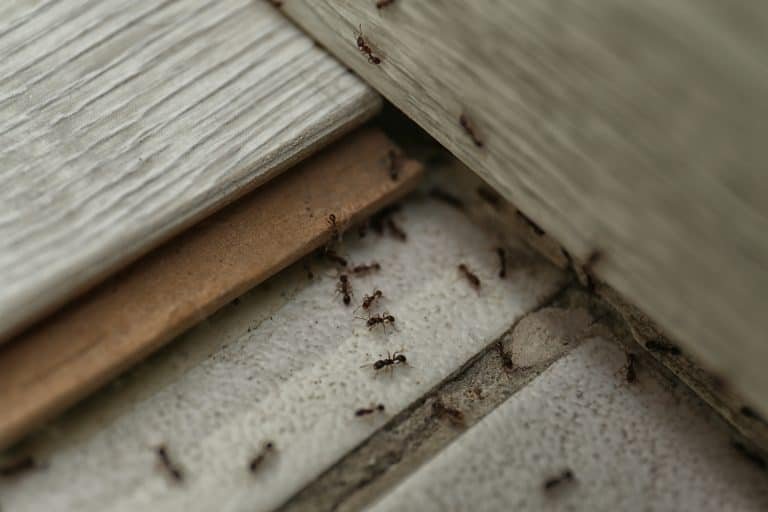 black ants on the floor at home