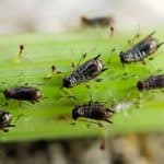 aphids on a leaf