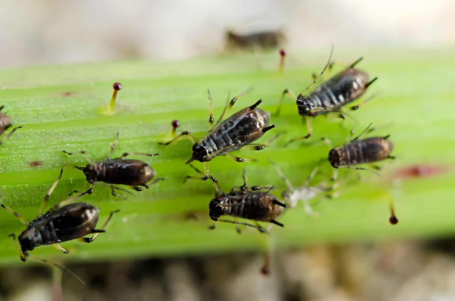 Are Aphids Harmful to Humans? Do They Bite? - House Practical