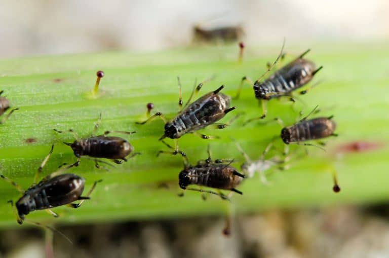 aphids on a leaf