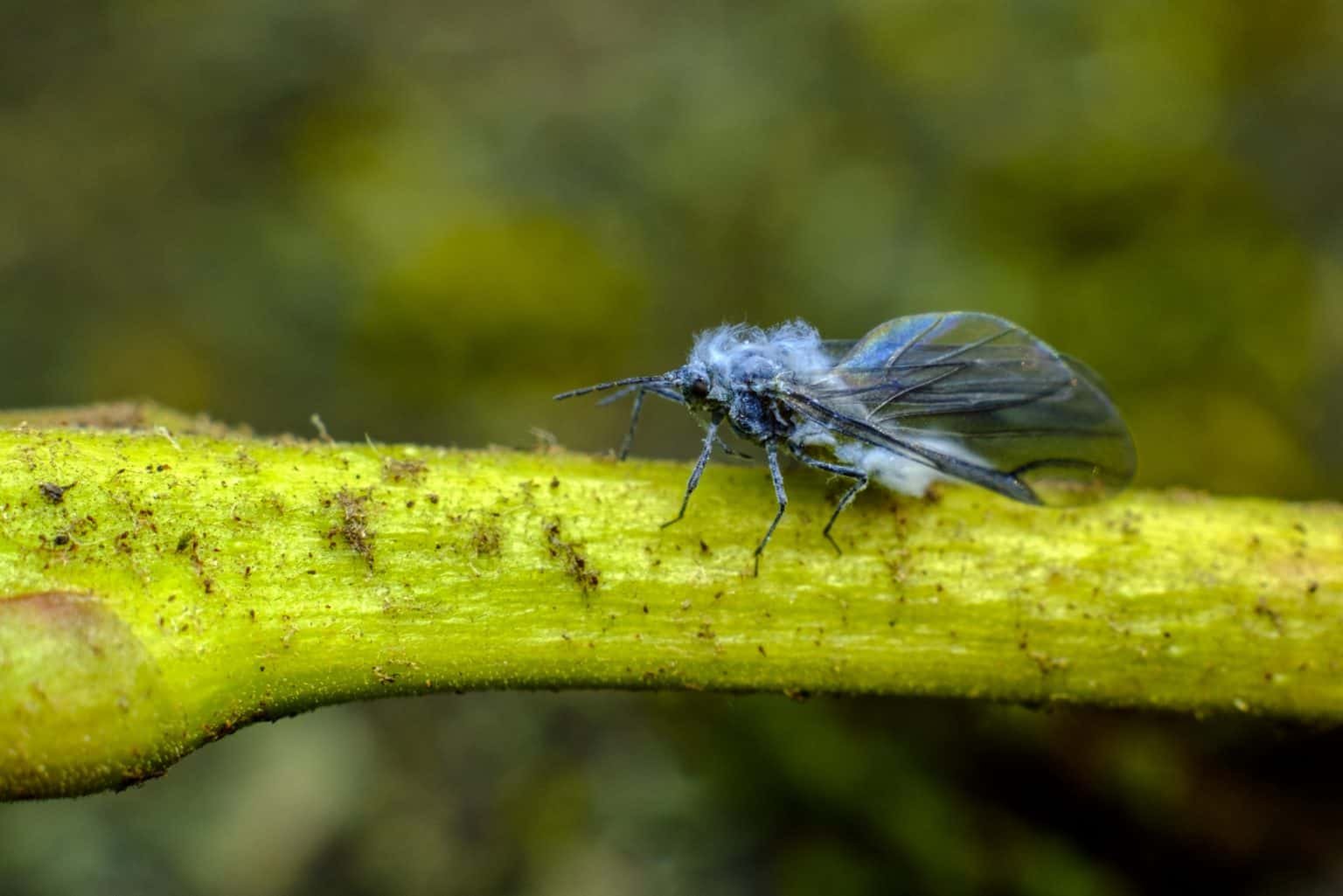 Are Aphids Harmful to Humans? Do They Bite? - House Practical