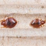 two brown bed bugs that look like sesame seeds