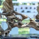 grapevine wood as a decoration