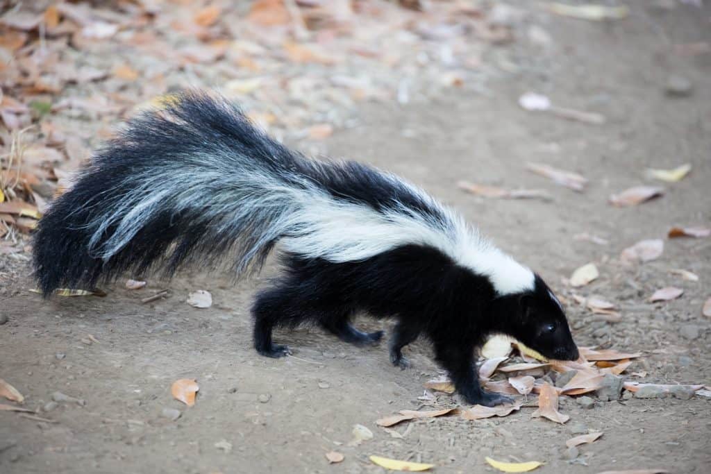 skunk roaming around the backyard
