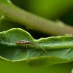 springtail insect on a leaf