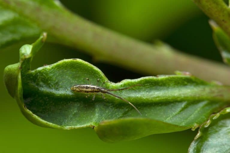 springtail insect on a leaf