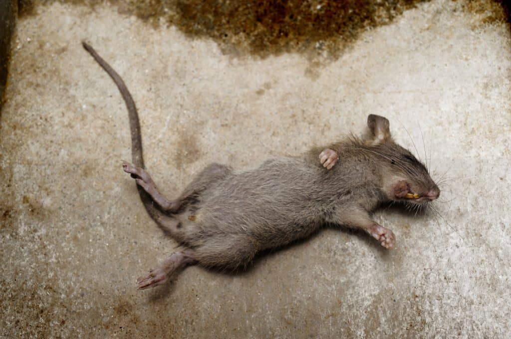 rat die on ground