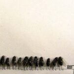 a group of flies standing in a line