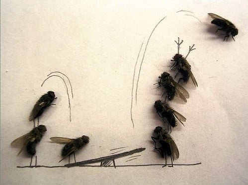 a group of flies on a piece of paper