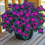 coleus black dragon plant