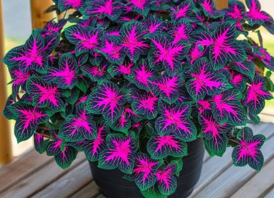 coleus black dragon plant