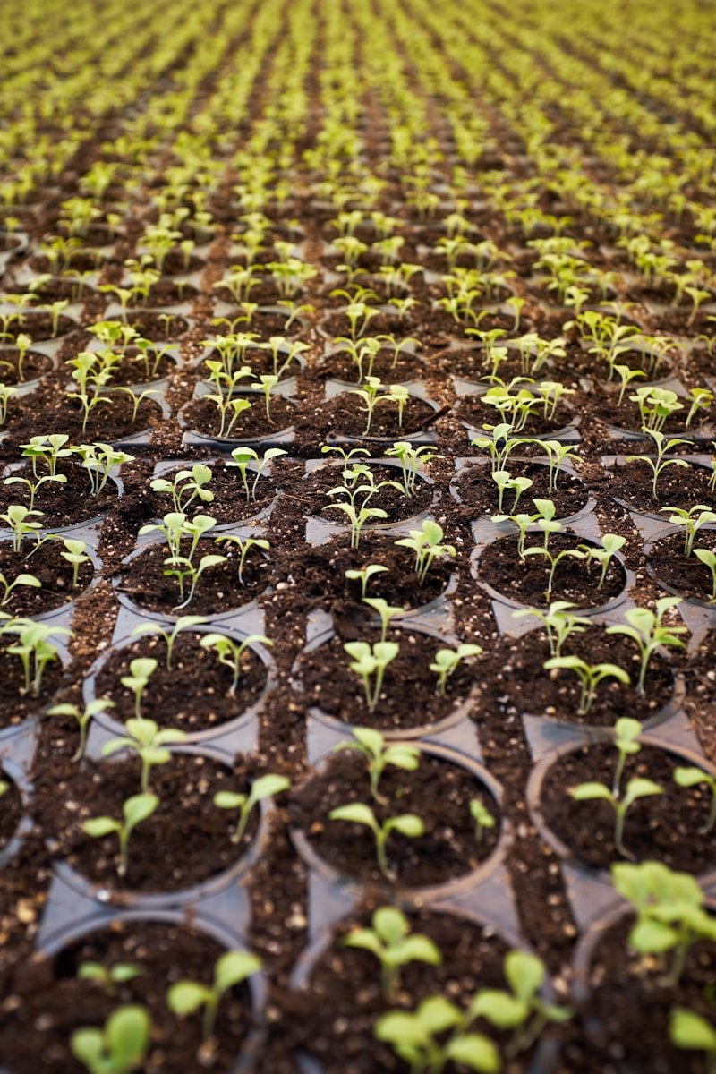 Vertical Farming